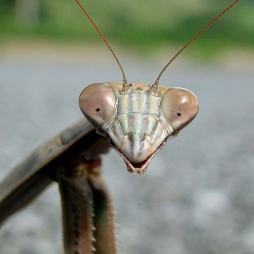Mantis Smile by Mike McCaffrey (flickr: mccaffry)